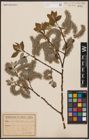 Foto von Salix caprea L.
